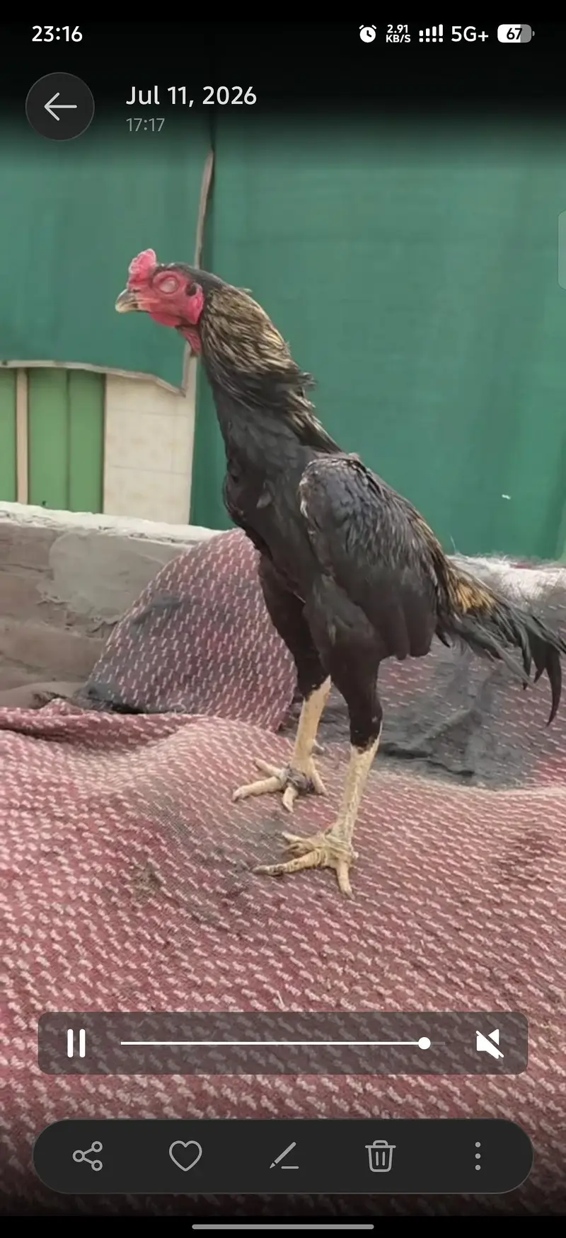 Imported breed males chicks — photo 2