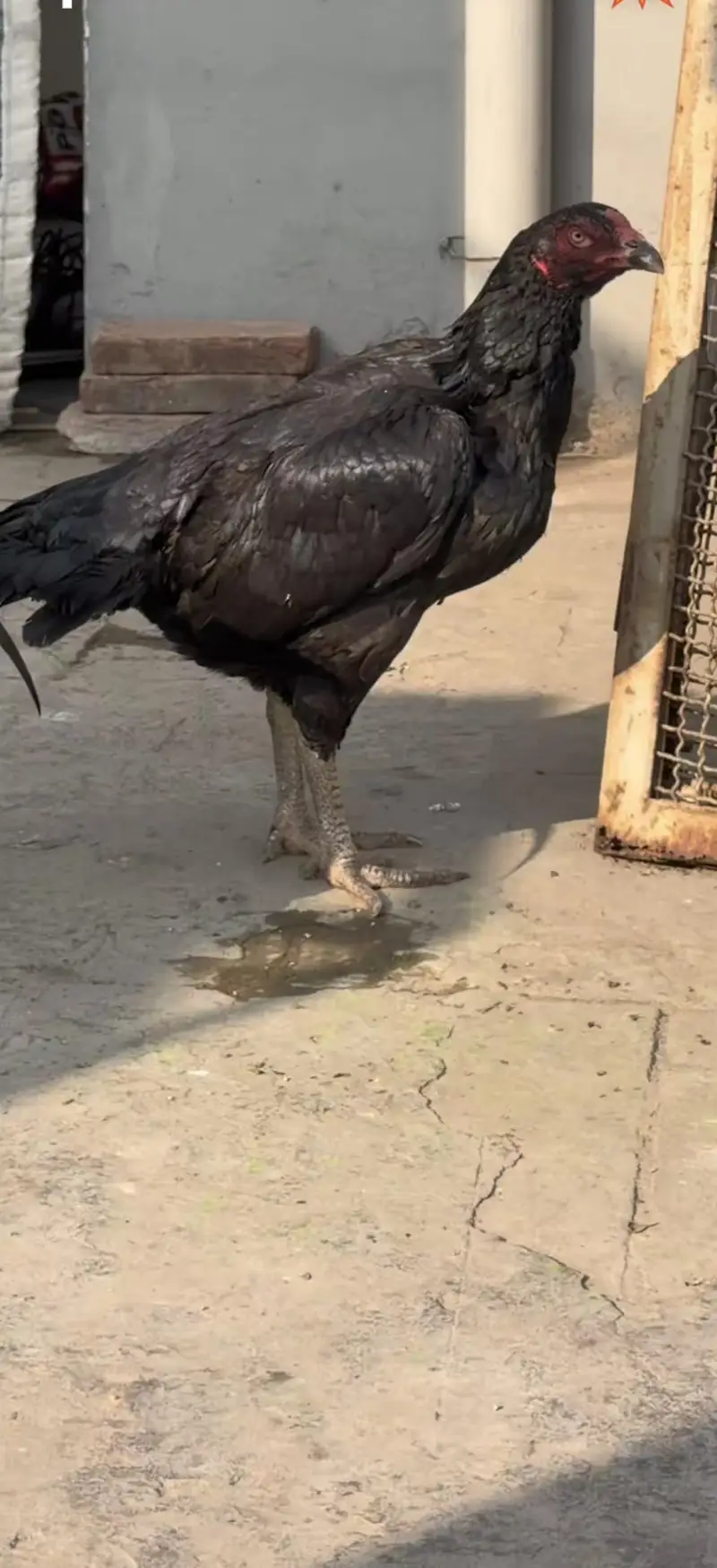 Imported breed males chicks — photo 3