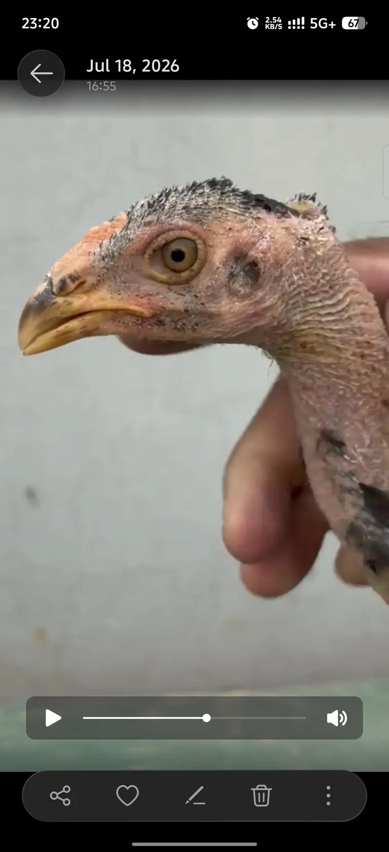 Imported breed males chicks — photo 4