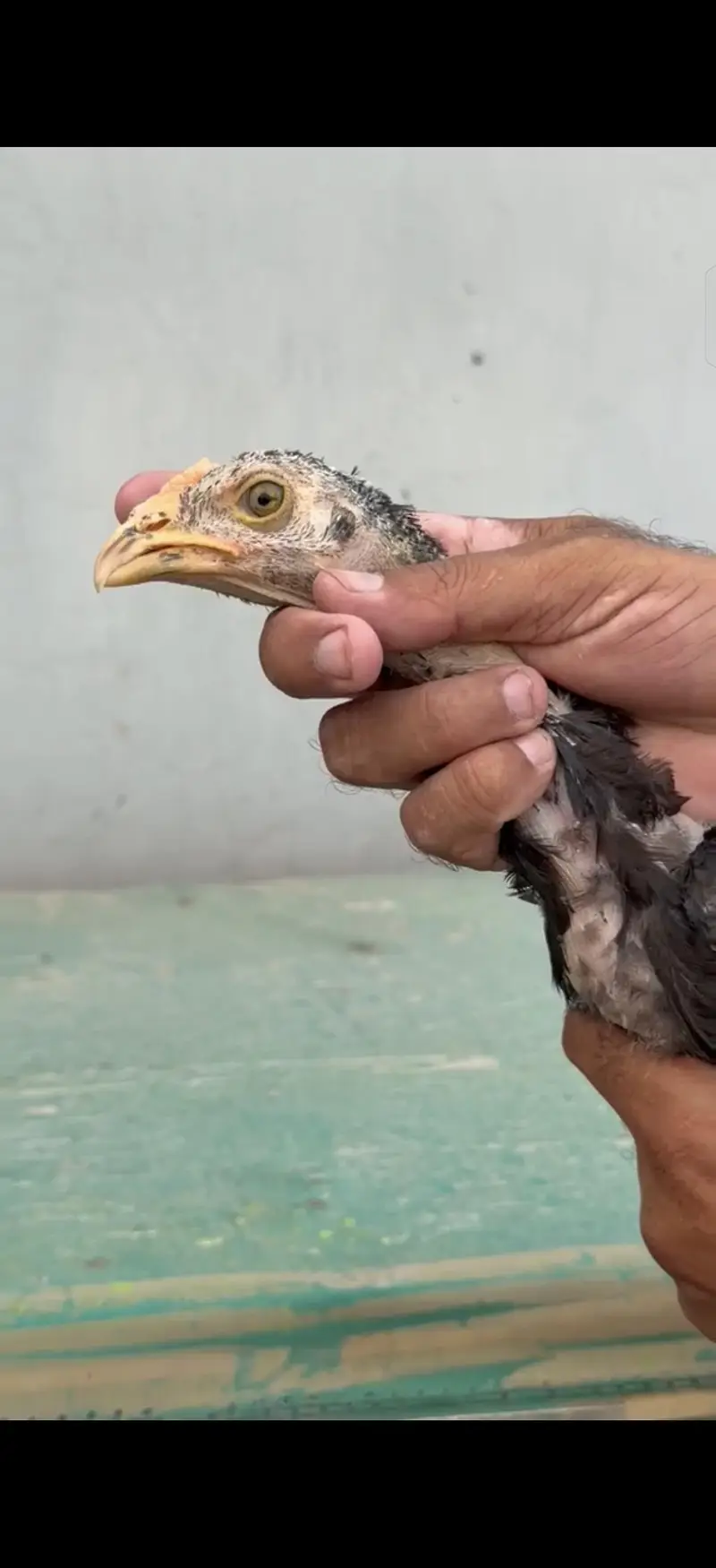 Imported breed males chicks — photo 5