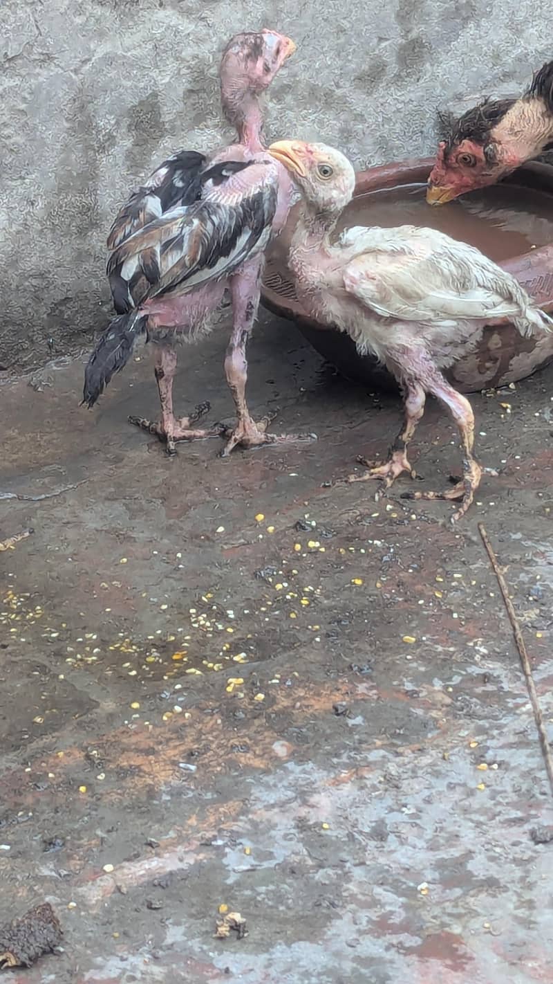 Aseel Pair 2