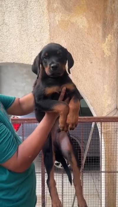 Rottweiler Puppy