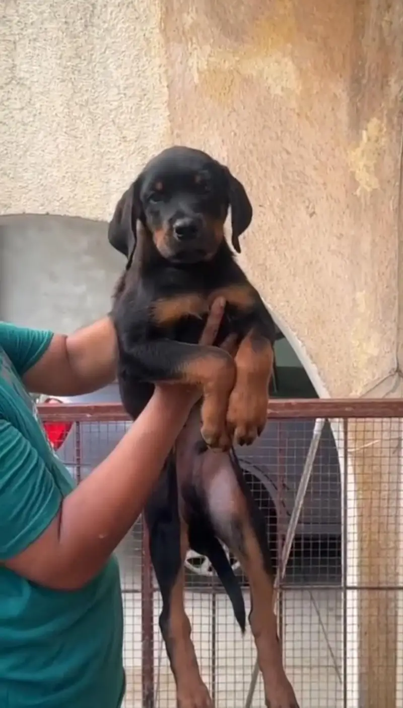 Rottweiler Puppy