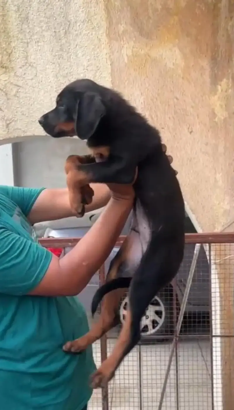 Rottweiler Puppy — photo 2