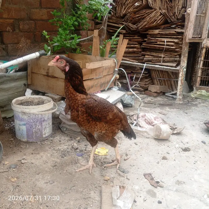 Mianwali Aseel Hen + 1 Assel 1 Poultry 1 Desi Chick — photo 2