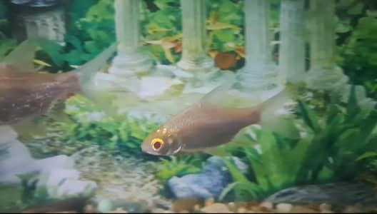 Red Eyes Tinfoil Barb pair for sale