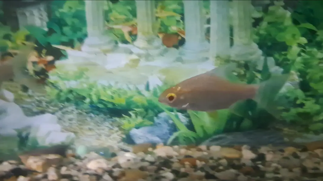 Red Eyes Tinfoil Barb pair for sale — photo 2