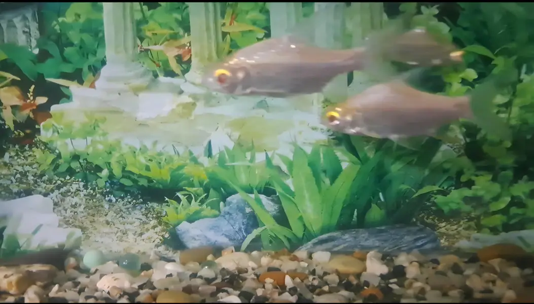 Red Eyes Tinfoil Barb pair for sale — photo 3