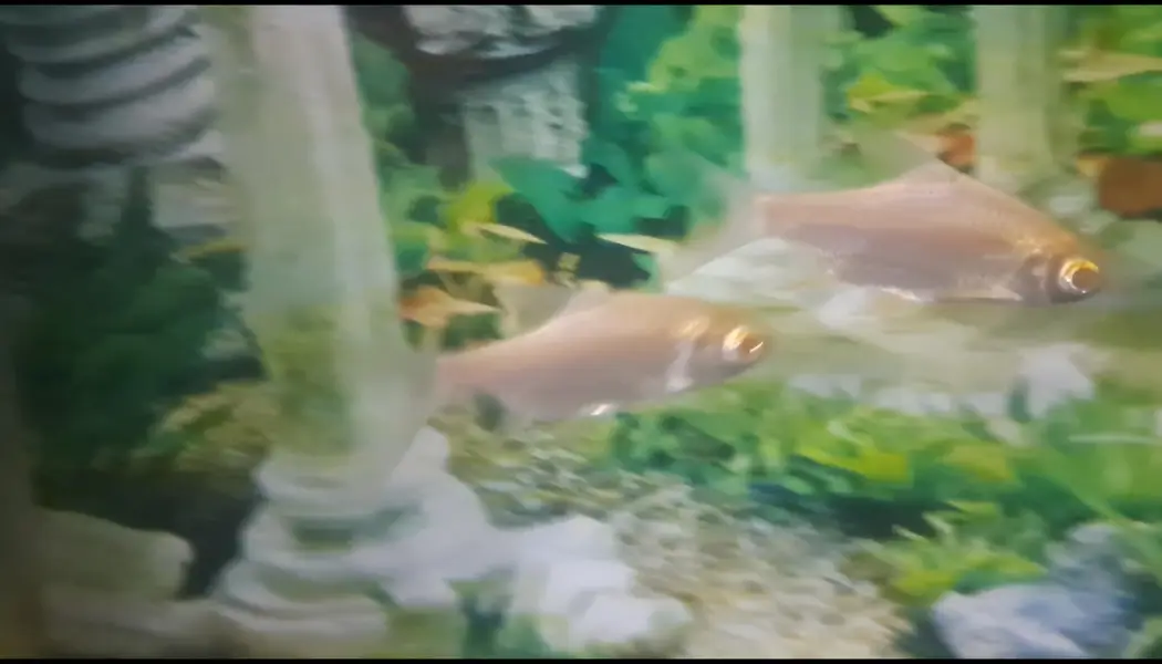Red Eyes Tinfoil Barb pair for sale — photo 4