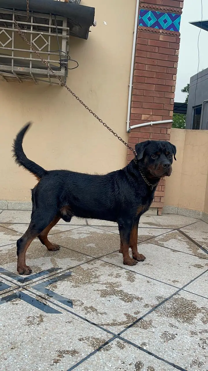 Rottweiler Puppy — photo 3