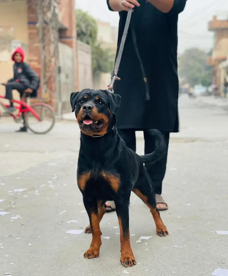 Rottweiler Puppy — photo 4