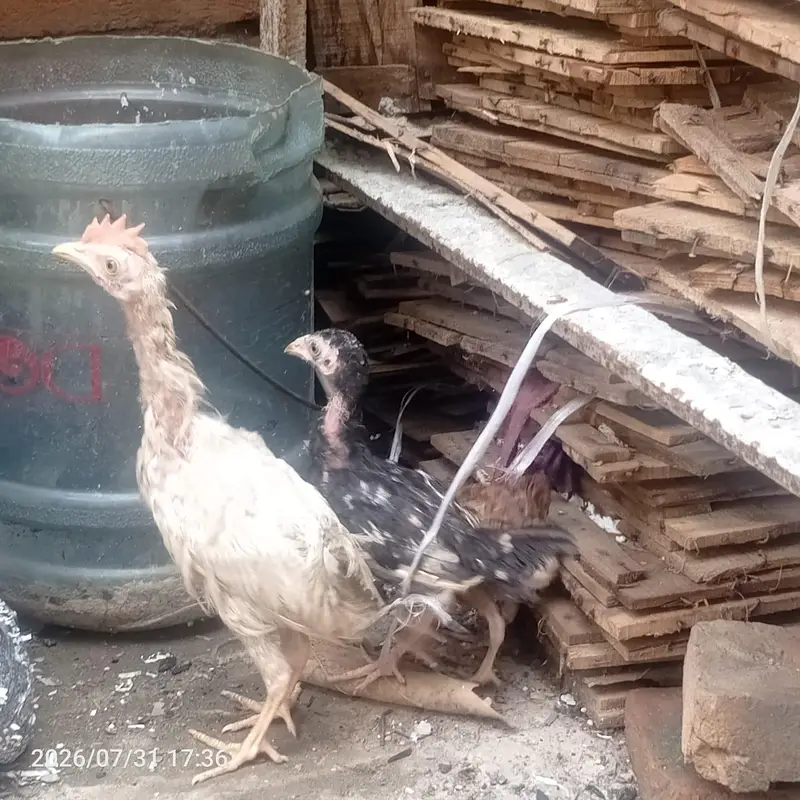 Mianwali Aseel Hen + 1 Assel 1 Poultry 1 Desi Chick — photo 4