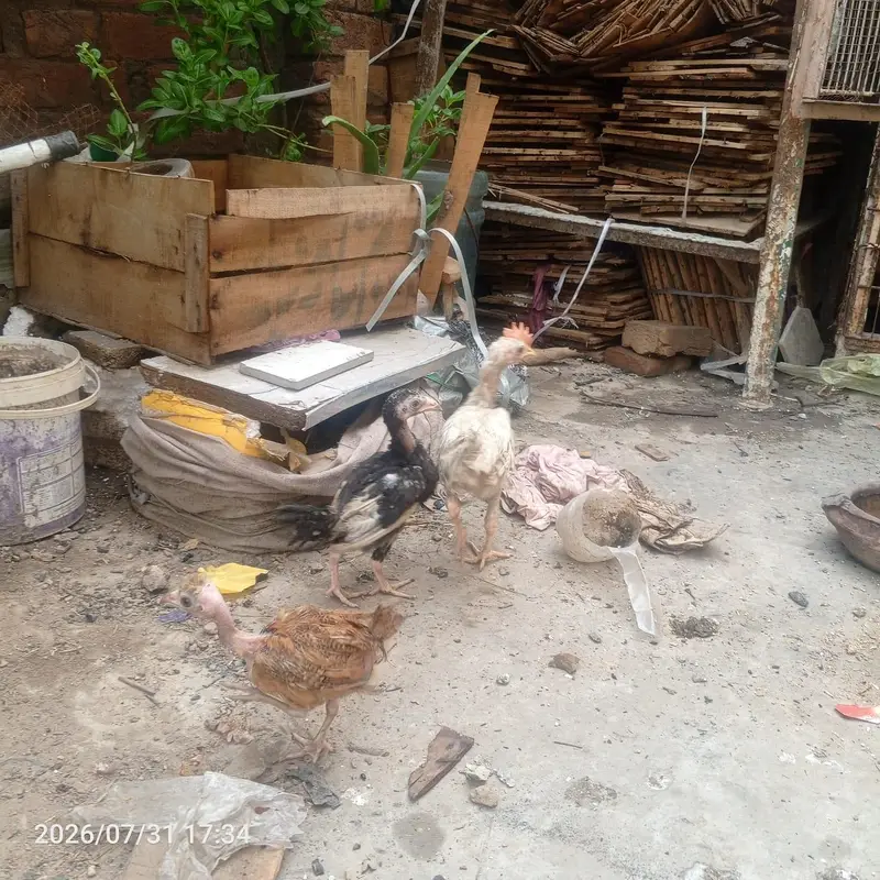 Mianwali Aseel Hen + 1 Assel 1 Poultry 1 Desi Chick — photo 6