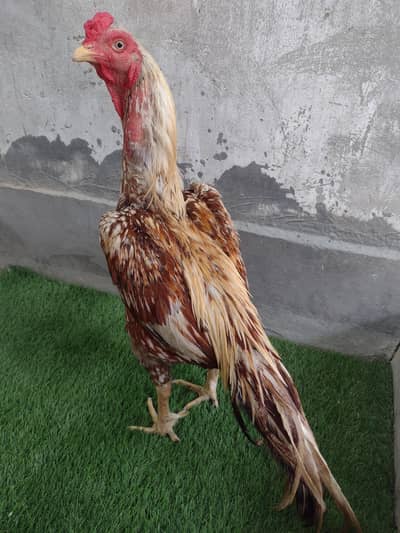 miyawali aseel murga