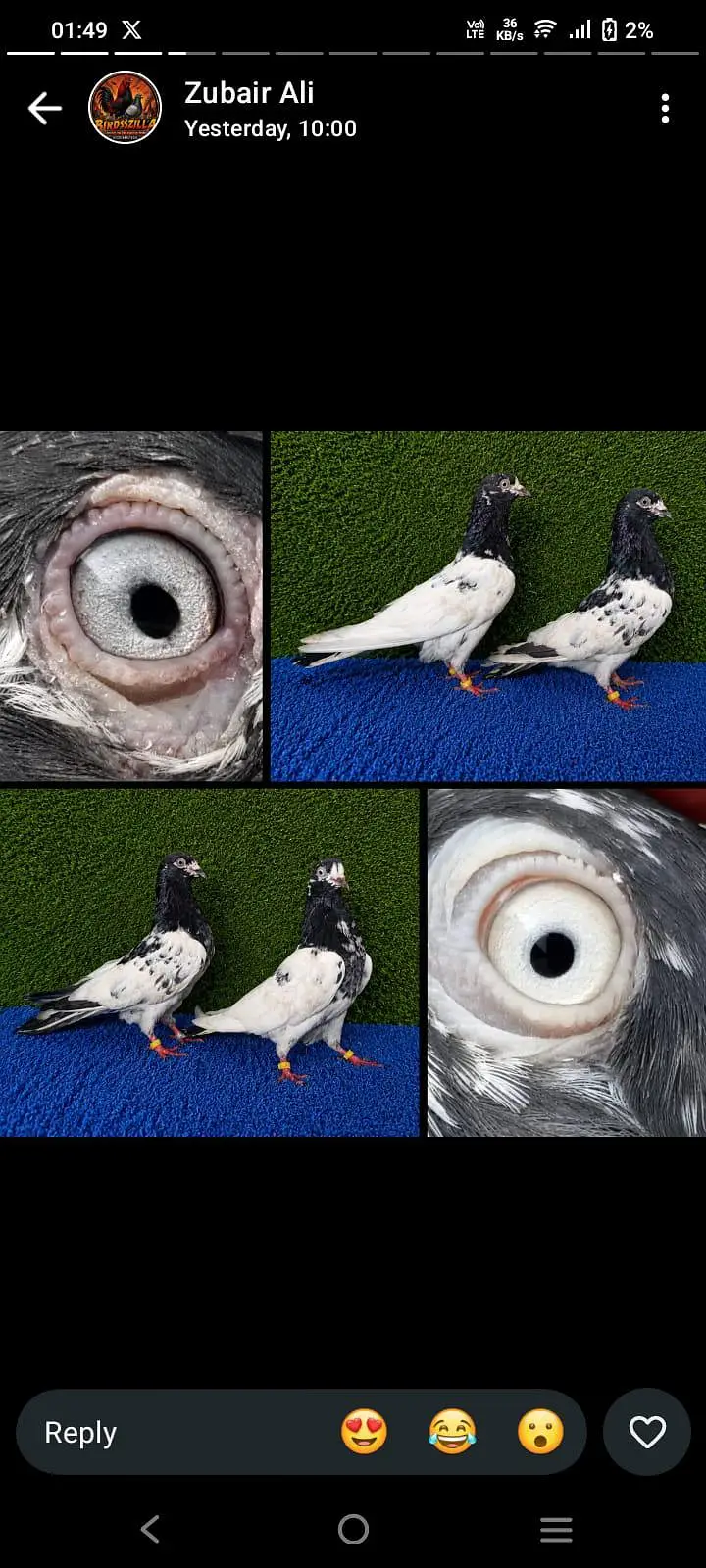 ferozpuri,tedi,dobaz quality pairs . . . 03201447384 — photo 3