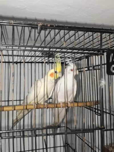 COCKATIEL PAIR FOR SALE URGENT 