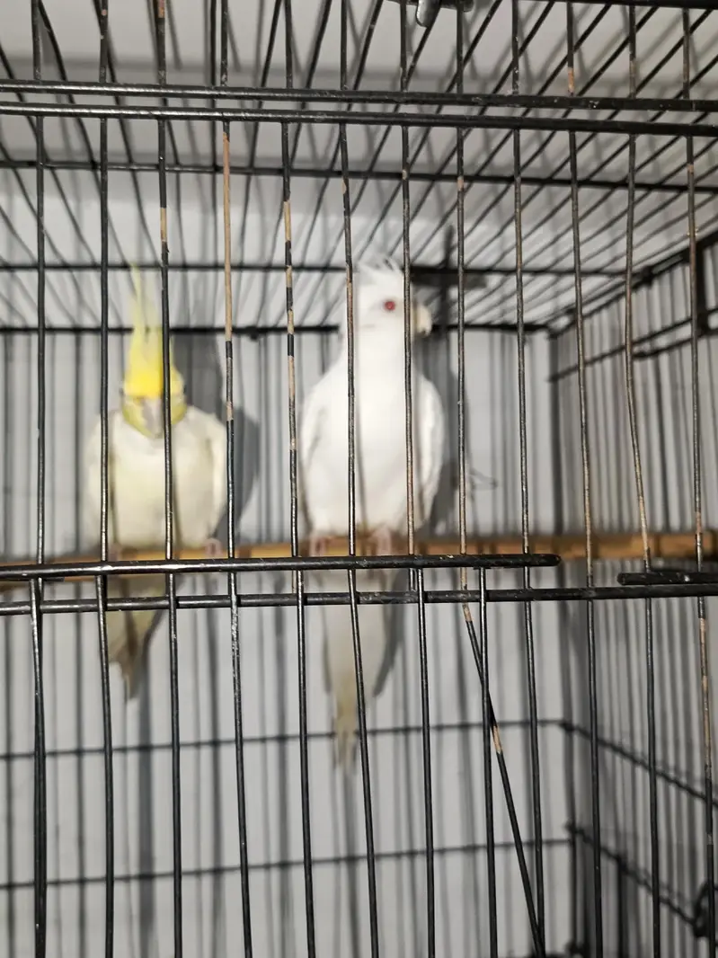 COCKATIEL PAIR FOR SALE URGENT  — photo 2