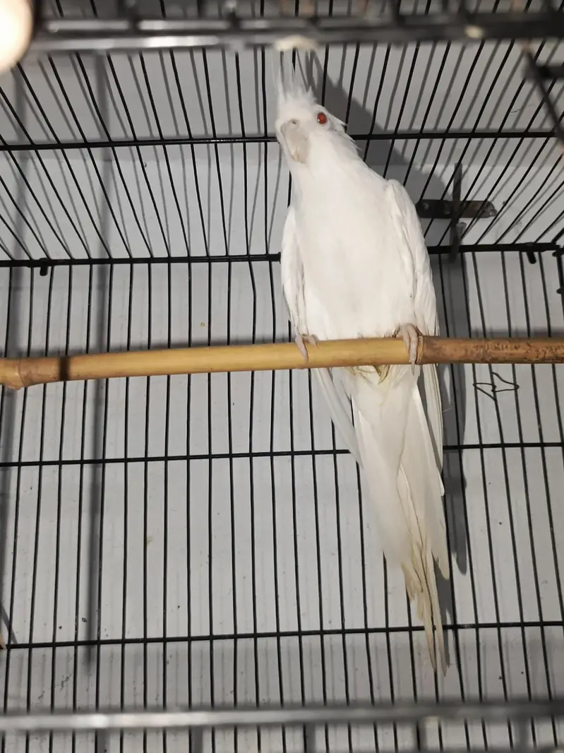COCKATIEL PAIR FOR SALE URGENT  — photo 3