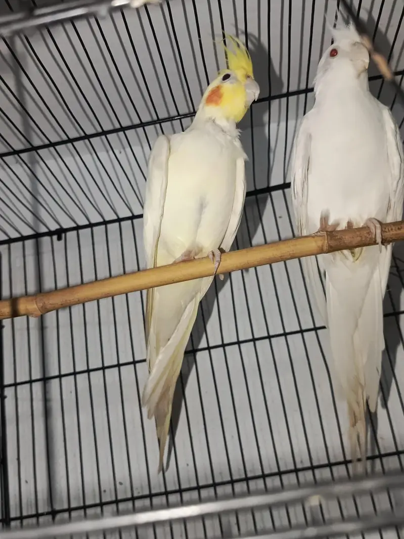COCKATIEL PAIR FOR SALE URGENT  — photo 4