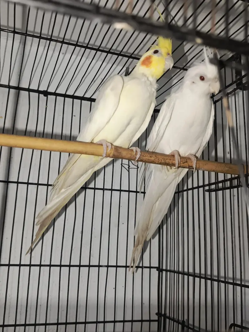 COCKATIEL PAIR FOR SALE URGENT  — photo 5