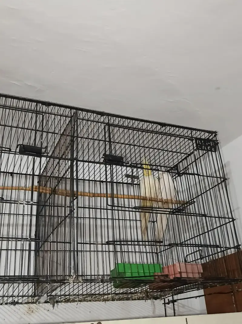 COCKATIEL PAIR FOR SALE URGENT  — photo 6