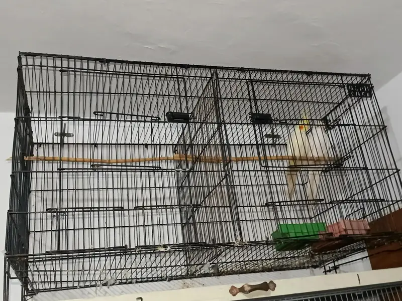 COCKATIEL PAIR FOR SALE URGENT  — photo 7