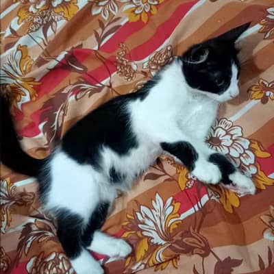persian kitten