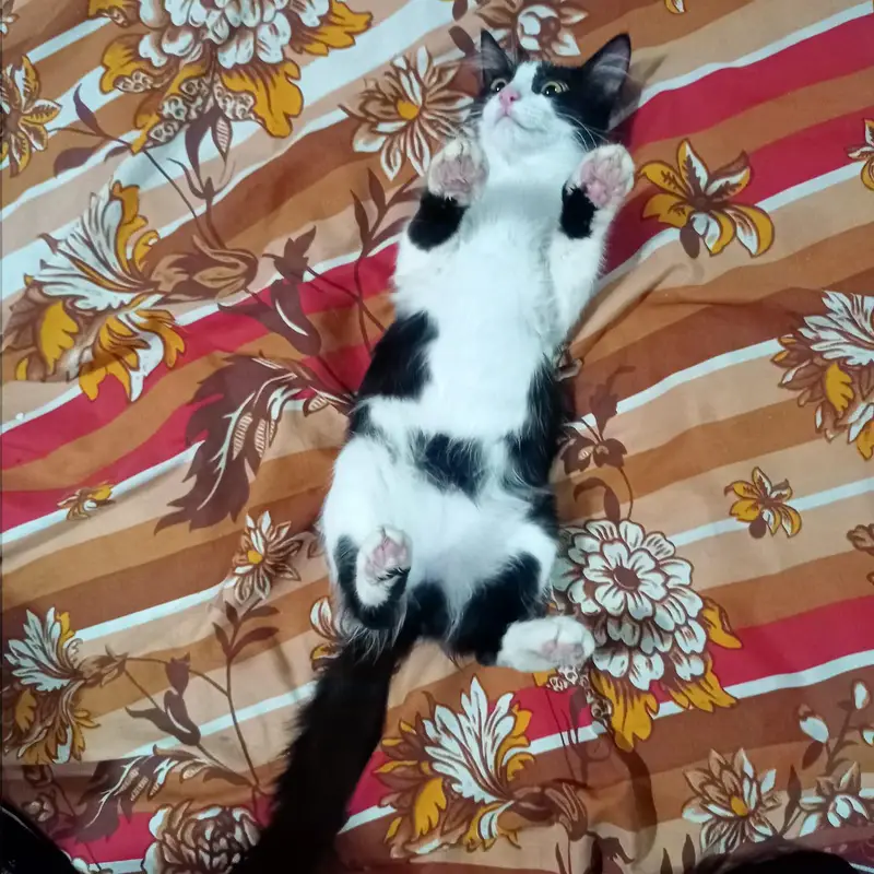 persian kitten — photo 2