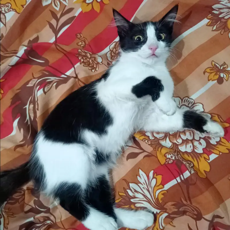 persian kitten — photo 3