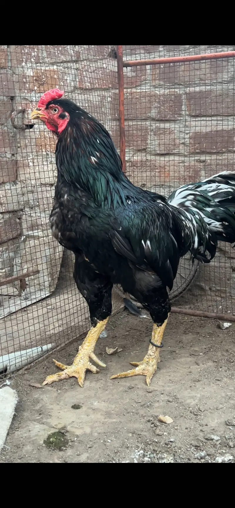 Aseel/Heera/lassani/Mushka/chicks/murga/white black shamo/chicks — photo 2