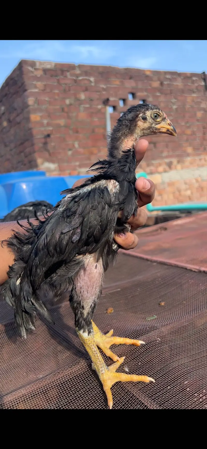 Aseel/Heera/lassani/Mushka/chicks/murga/white black shamo/chicks — photo 3