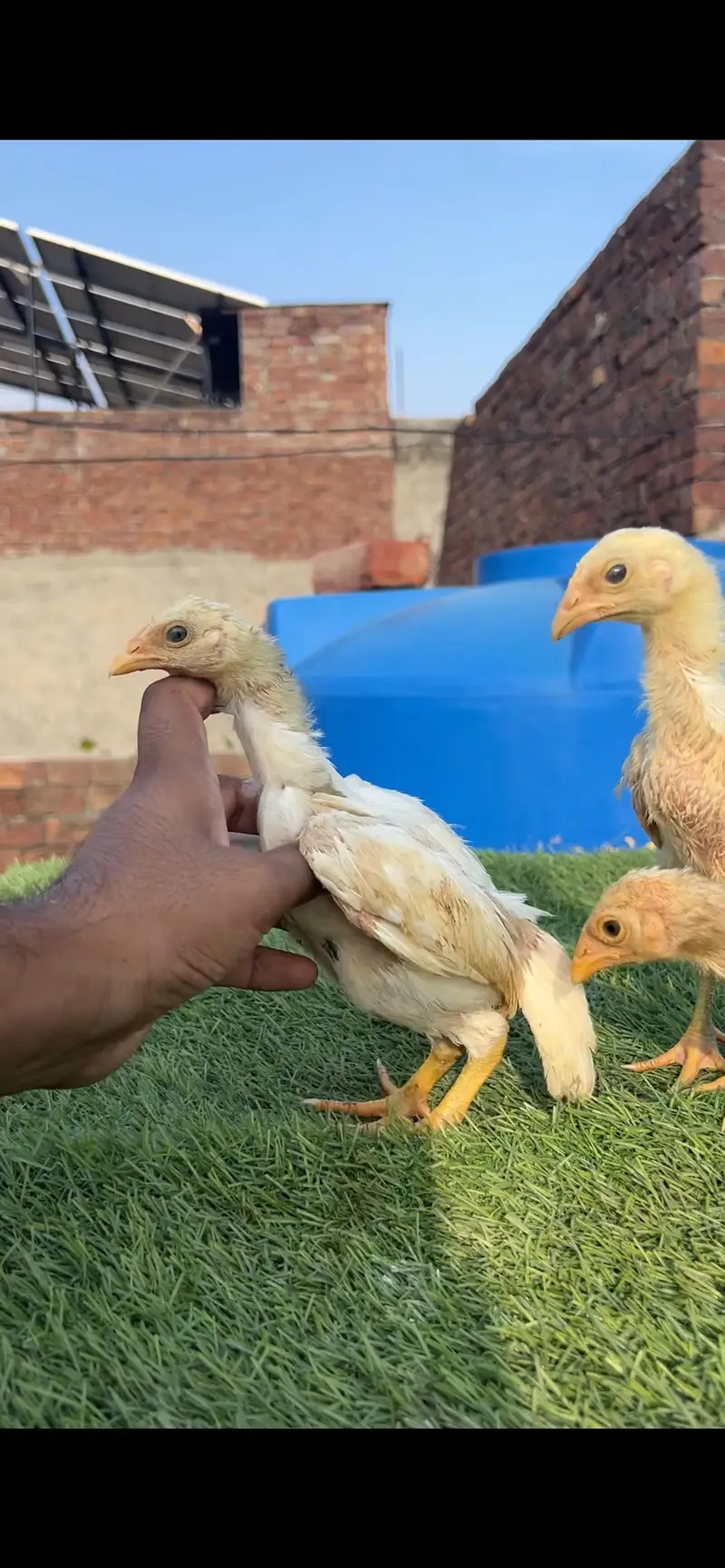 Aseel/Heera/lassani/Mushka/chicks/murga/white black shamo/chicks — photo 9