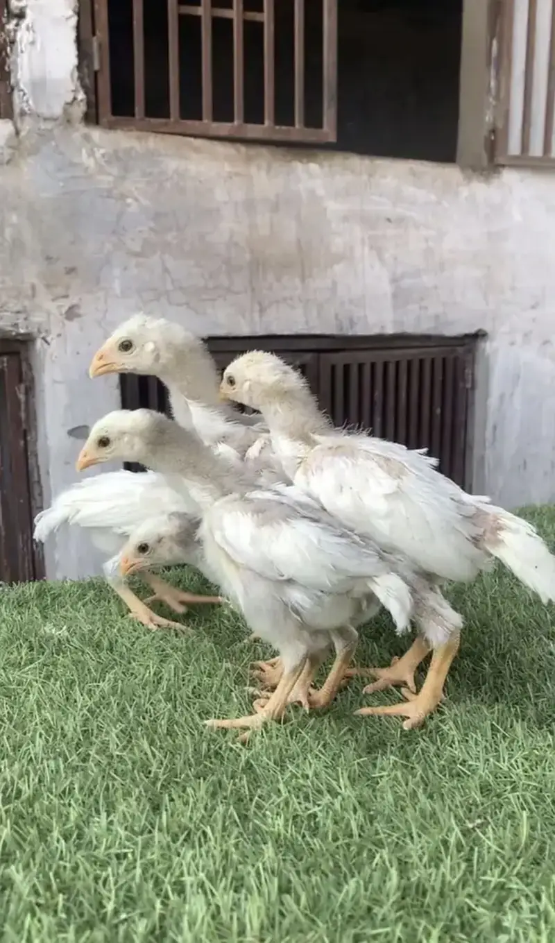 Aseel/Heera/lassani/Mushka/chicks/murga/white black shamo/chicks — photo 10