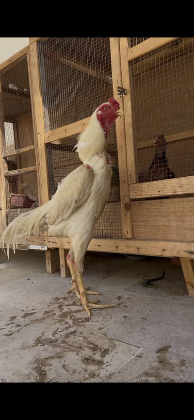 White king shamo breeder