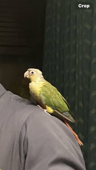 Pineapple conure