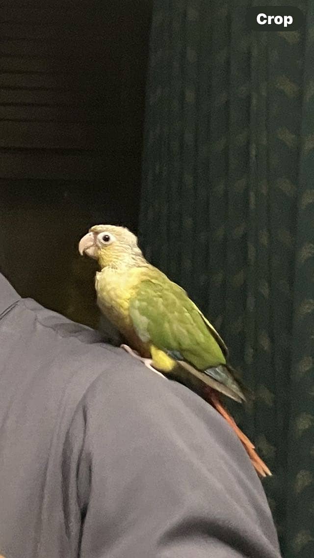 Pineapple conure 0