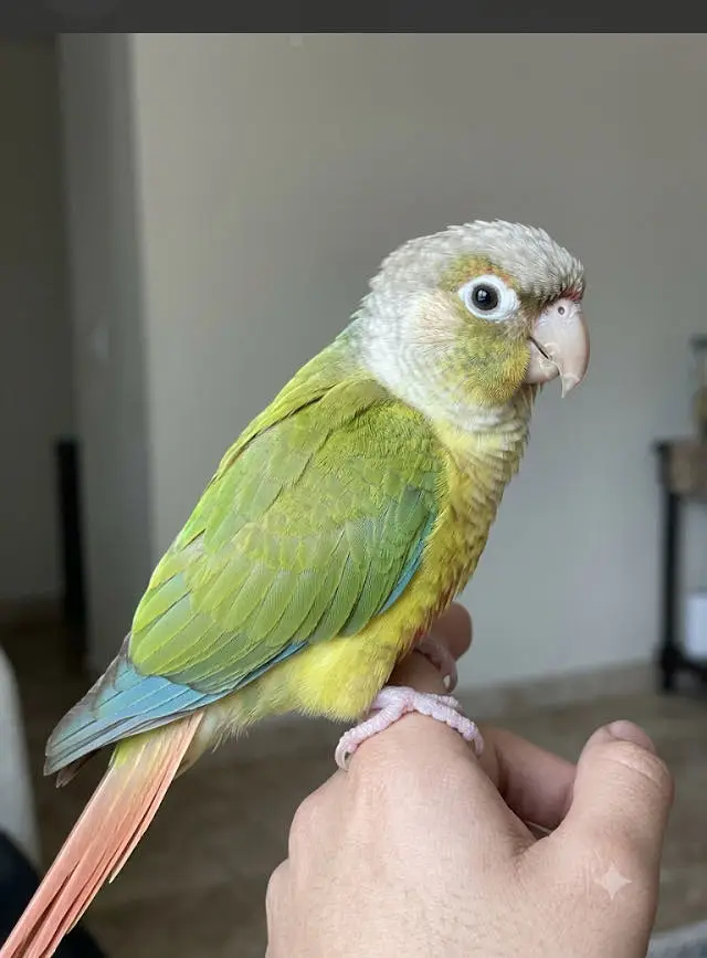 Pineapple conure — photo 2