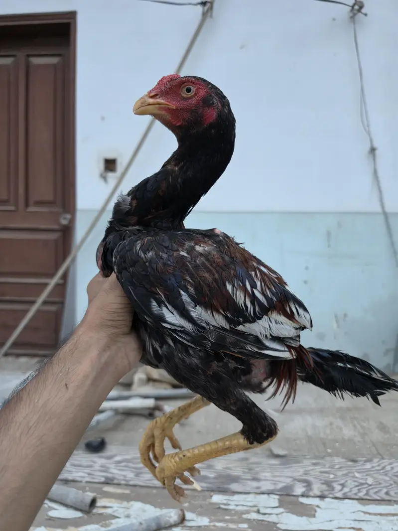 Aseel Sindhi |  Aseel Mianwali | Kuruk madi — photo 4