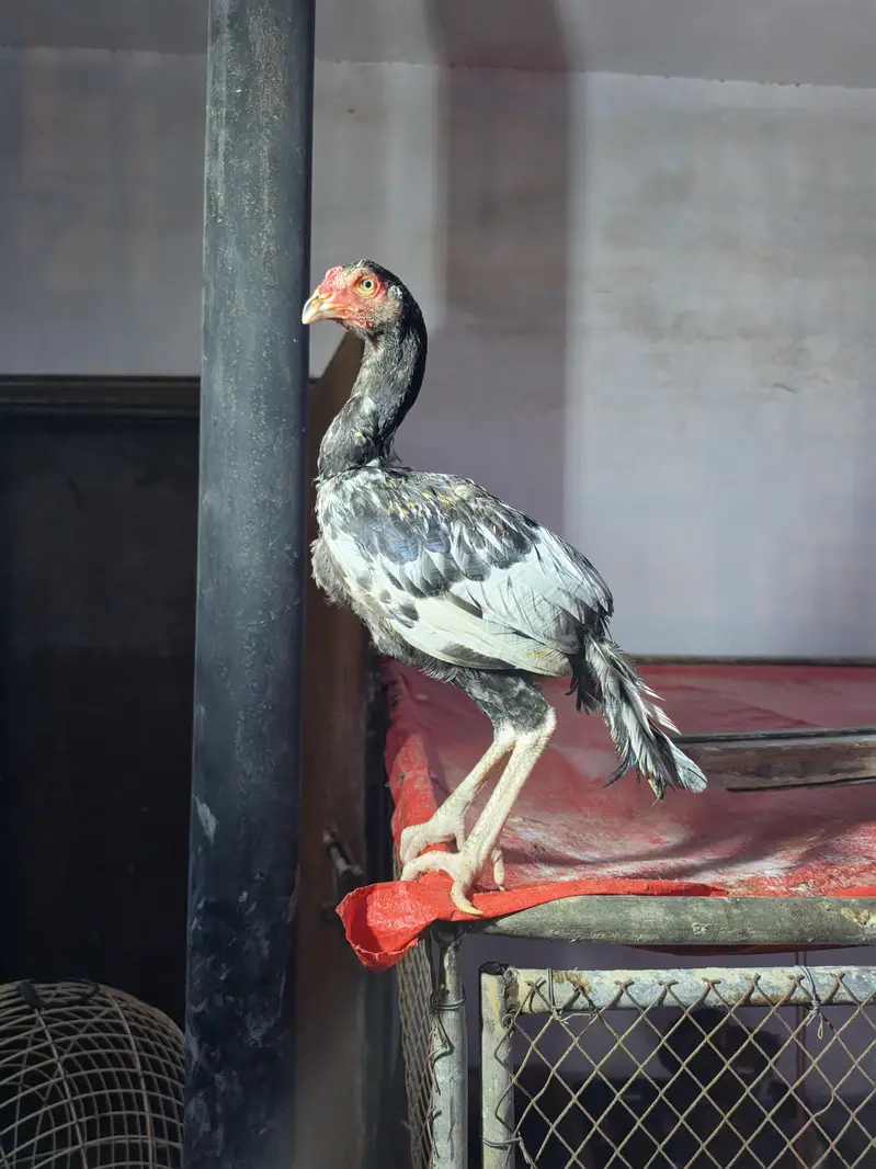 Aseel Sindhi |  Aseel Mianwali | Kuruk madi — photo 5
