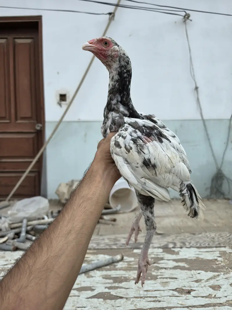 Aseel Sindhi |  Aseel Mianwali | Kuruk madi — photo 7
