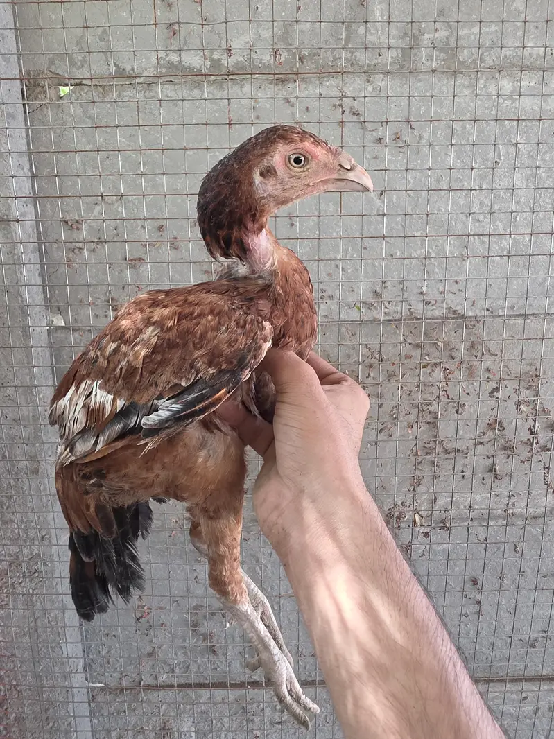 Aseel Sindhi |  Aseel Mianwali | Kuruk madi — photo 12