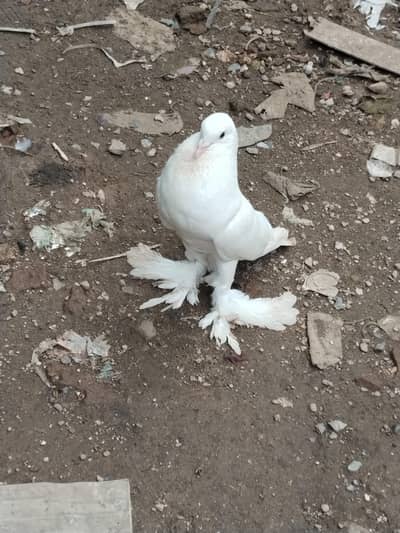 fancy pigeons for sale