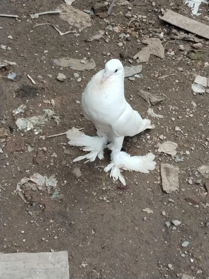 fancy pigeons for sale