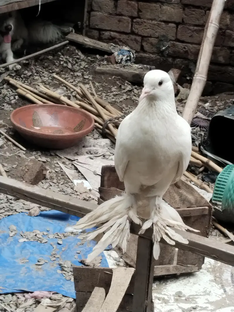 fancy pigeons for sale — photo 2