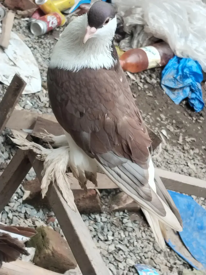 fancy pigeons for sale — photo 3