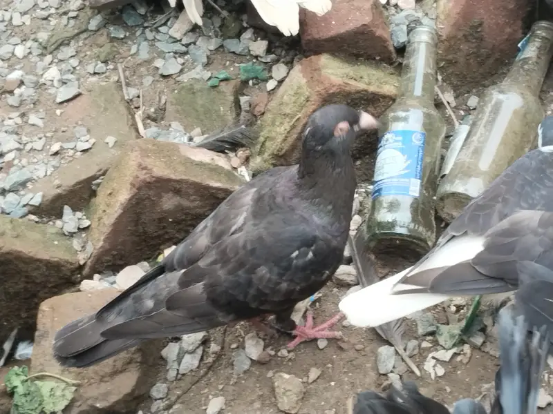 fancy pigeons for sale — photo 4