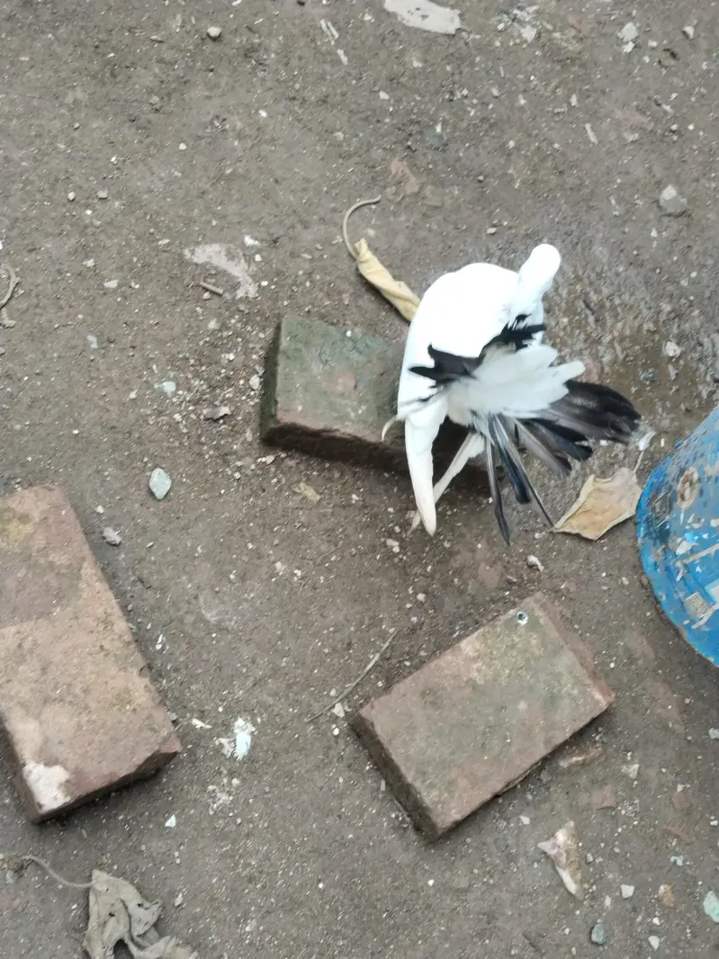 fancy pigeons for sale — photo 5
