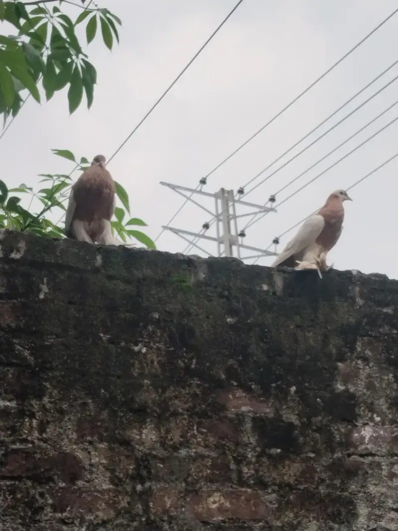 fancy pigeons for sale — photo 6