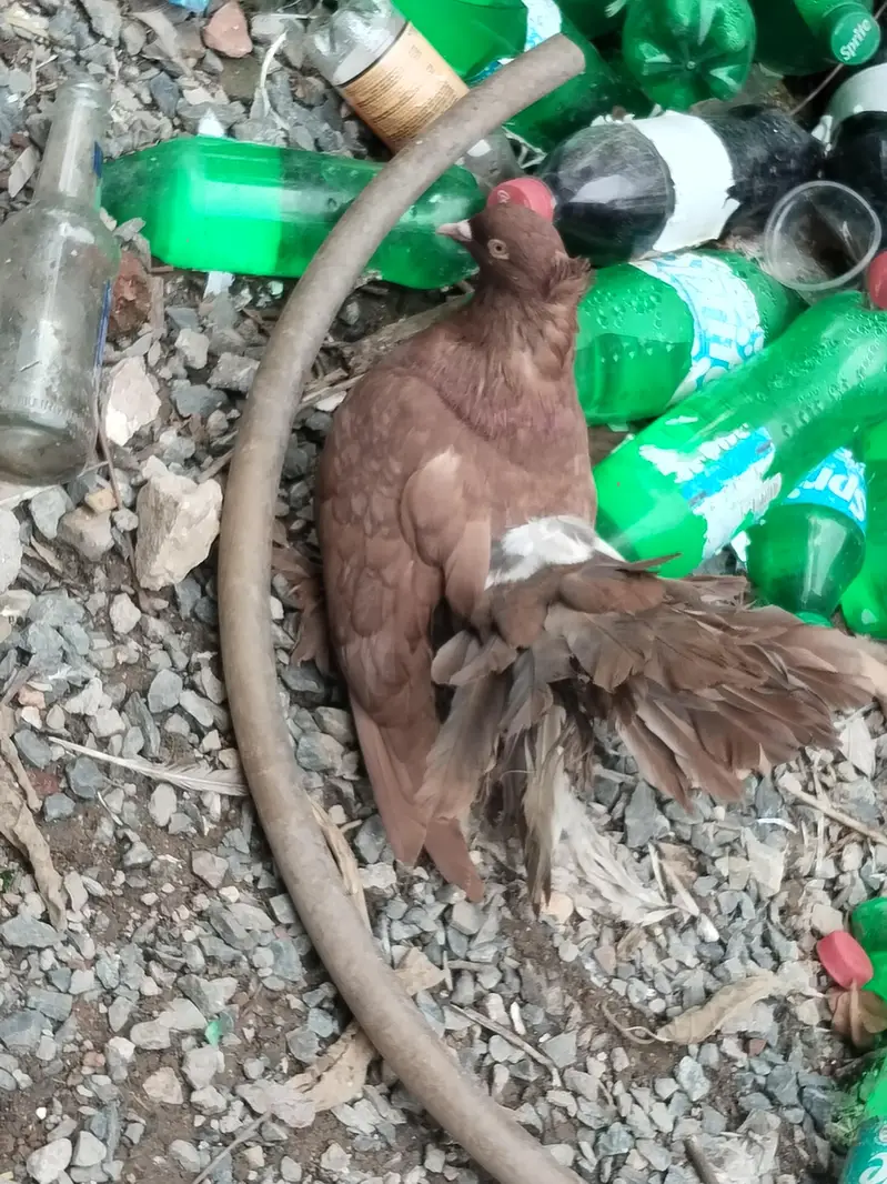 fancy pigeons for sale — photo 7