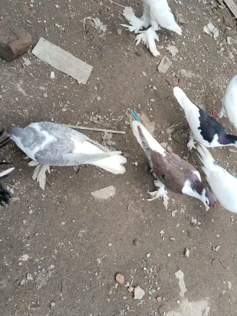 fancy pigeons for sale — photo 8